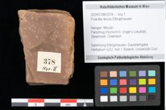 Foto (Objekt + Etikett) von Poacites tenuis Ettingshausen (NHMW-GEO-2024-0188-0378)